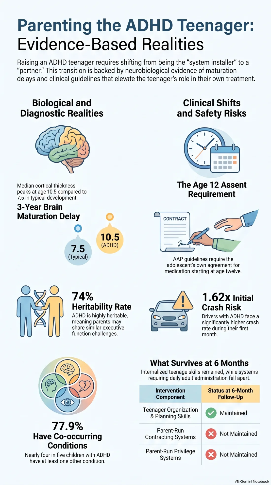 Infographic on parenting an ADHD teenager: the three year median delay in cortical maturation with peaks at age 10.5 against 7.5, the shift at age twelve to requiring the adolescent's own assent for medication, 74 percent heritability, a 1.62 times crash rate in the first month of licensure, the 77.9 percent rate of co-occurring conditions, and the six month follow-up table where the teenager's organisation and planning skills were maintained while parent-run contracting and privilege systems were not